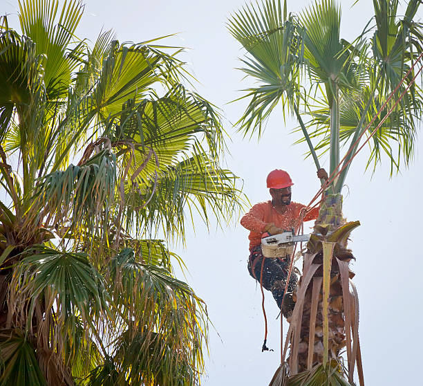 Professional Tree Service in Gridley, CA